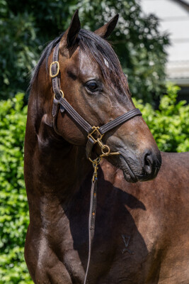 Lot 604: Russian Revolution / Zing