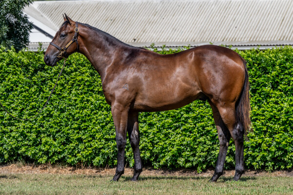 Lot 790: Hitotsu / Euro Chic