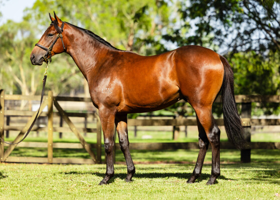 Lot 98: Artorius / Joseph's Coat