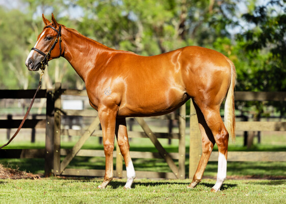Lot 104: Maurice (JPN) / Kardashing
