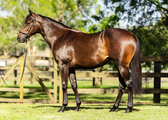 Lot 659: Pinatubo (IRE) / Bay Breeze