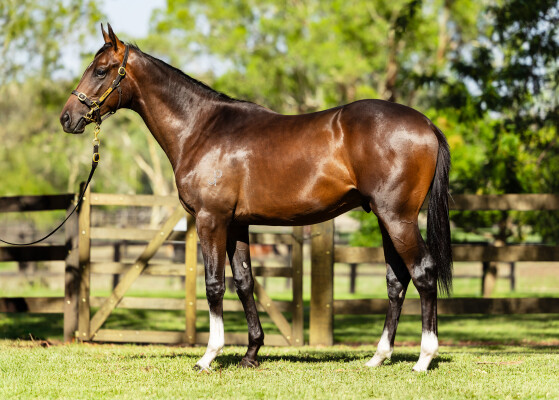 Lot 736: Churchill (IRE) / Cryptic Jewel (NZ)