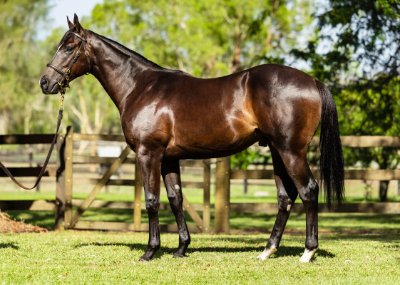 Lot 780: I Am Invincible / Elusive Nature