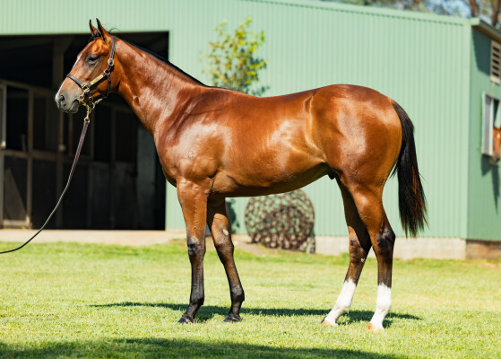 Lot 498: Showtime / Taste of Honey