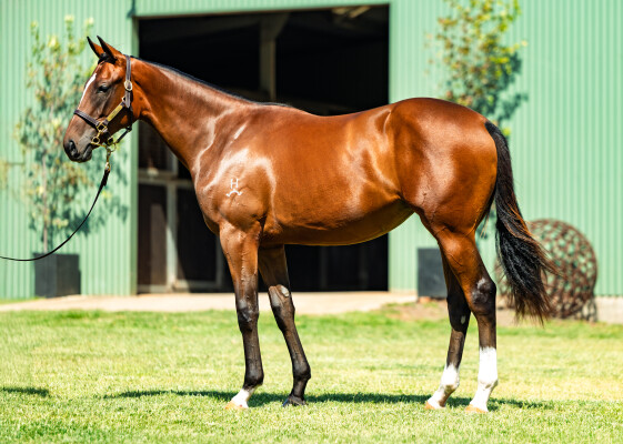 Lot 763: Zousain / Divine Design