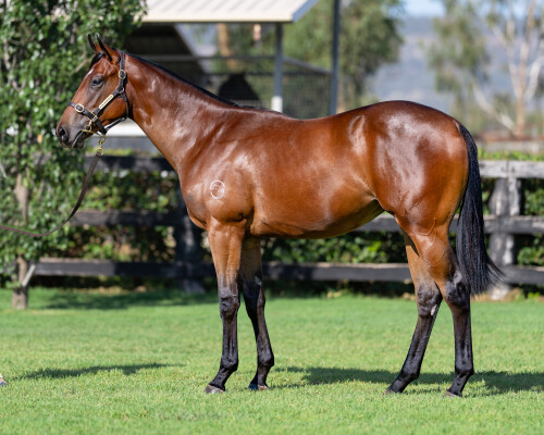 Lot 94: Portland Sky / Jawhara