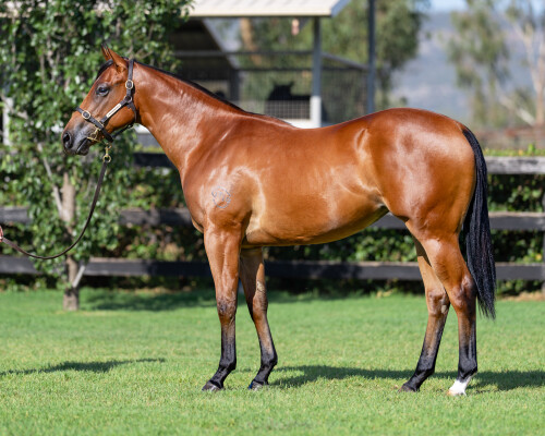 Lot 127: Tassort / Lamplady