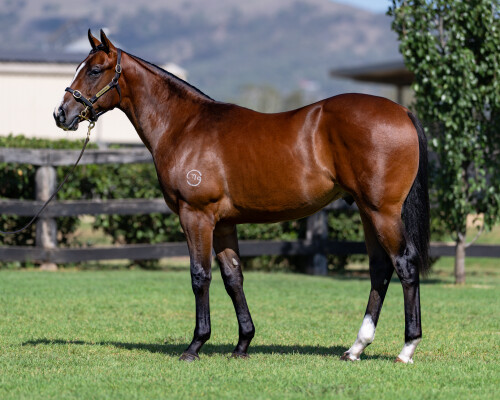 Lot 199: Zousain / Miss Loren