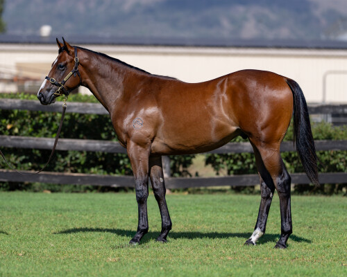 Lot 216: Russian Revolution / More Cheers (NZ)