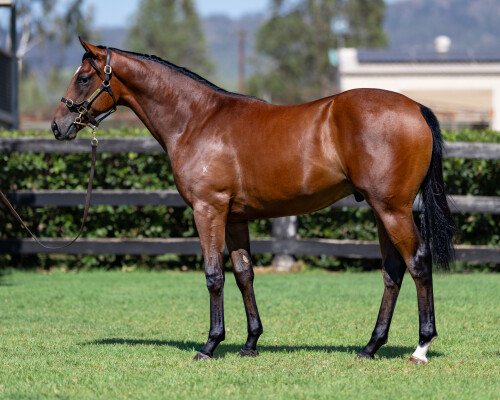 Lot 221: Artorius / Mumtaazah