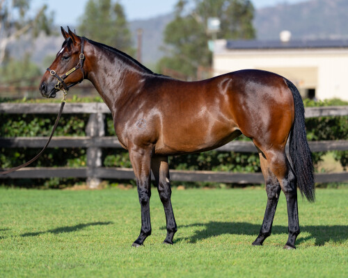 Lot 274: Stay Inside / Orakei