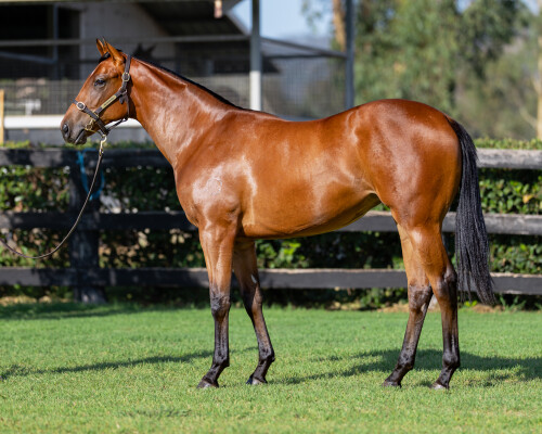 Lot 308: Farnan / Pipiana (NZ)