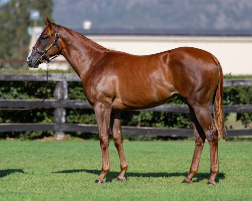 Lot 364: In the Congo / Royal Bender