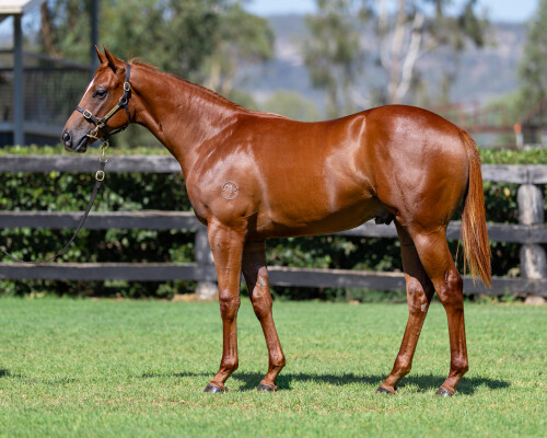 Lot 404: Capitalist / Sensibility