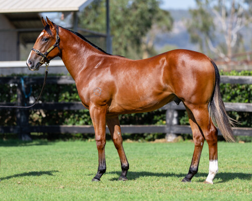 Lot 419: Hellbent / Shimmering Light