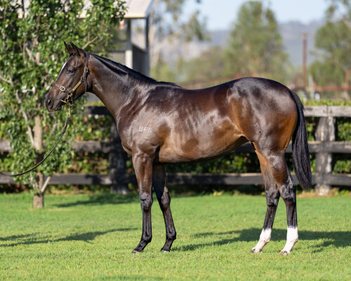 Lot 551: Brave Smash (JPN) / Usena