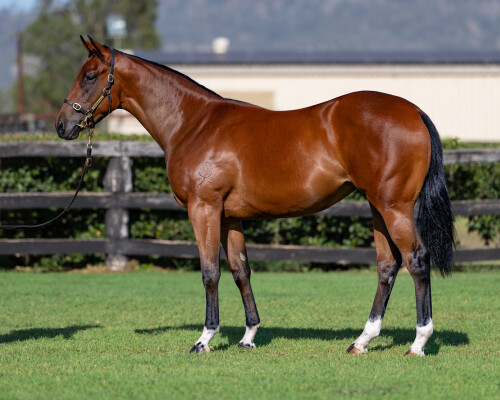 Lot 592: Home Affairs / You Rang