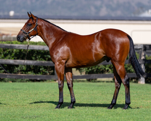 Lot 608: Cosmic Force / A Fortunate Lass