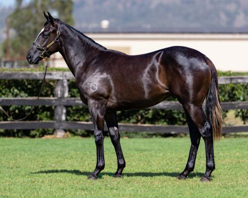 Lot 637: Trapeze Artist / Aroha Jane (NZ)