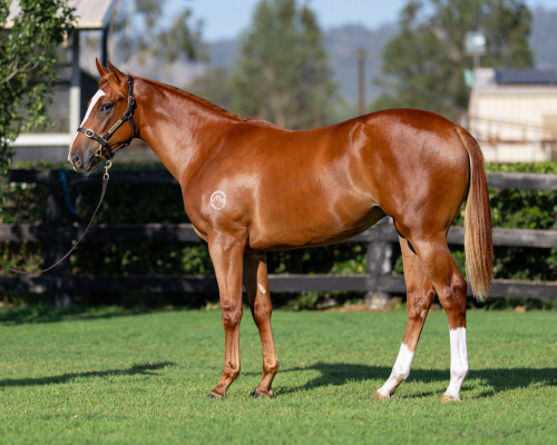 Lot 768: Farnan / Dorotea