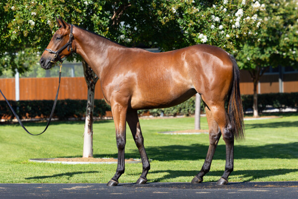 Lot 1: Dundeel (NZ) / Fairouz (USA)