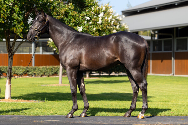 Lot 82: Hitotsu / Inari