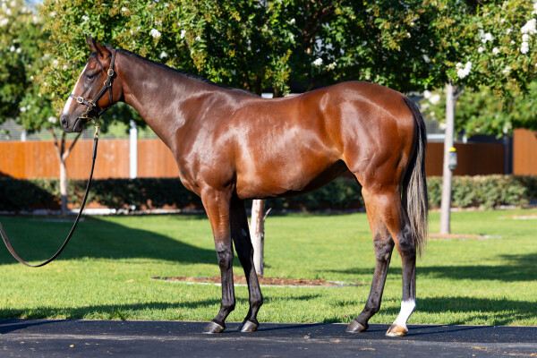 Lot 86: Dundeel (NZ) / Intelligentsia (IRE)