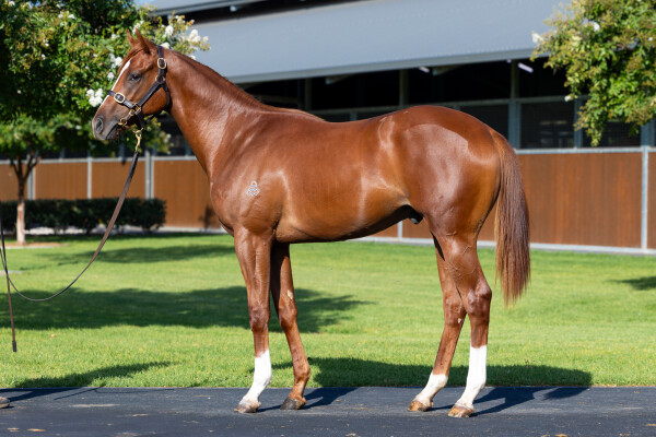 Lot 102: Castelvecchio / Karakuchi