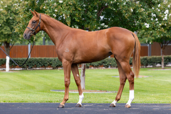 Lot 106: Castelvecchio / Kebede