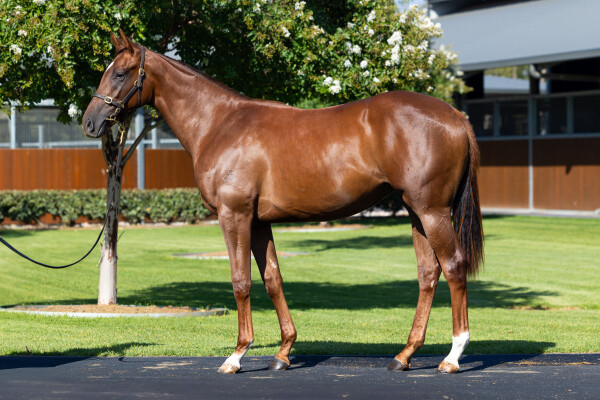 Lot 119: Admire Mars (JPN) / La Velata (JPN)