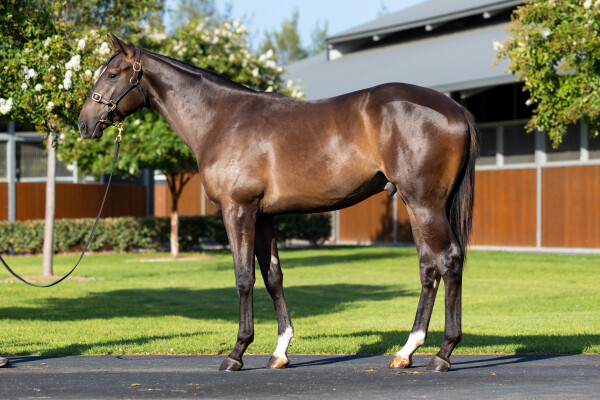 Lot 164: Hitotsu / Manasa (NZ)