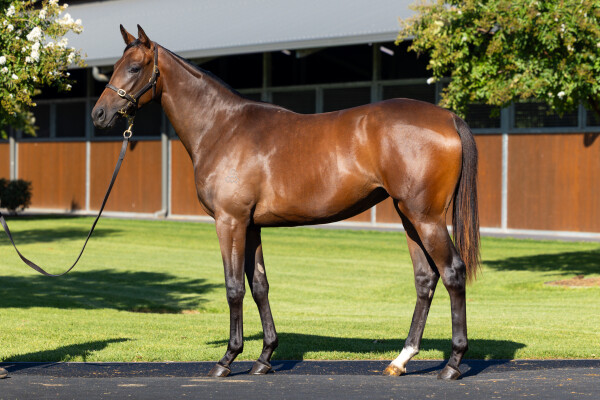 Lot 180: The Autumn Sun / Memphis (IRE)