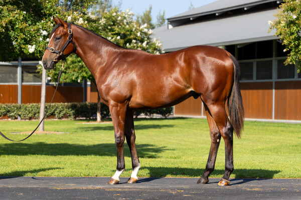 Lot 236: Snitzel / Nanyo Venus (JPN)
