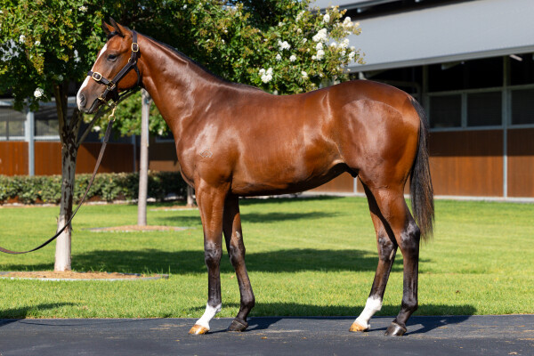 Lot 242: Dundeel (NZ) / Nectaris (GB)