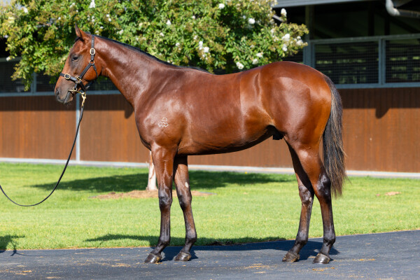 Lot 288: Dundeel (NZ) / Party Girls