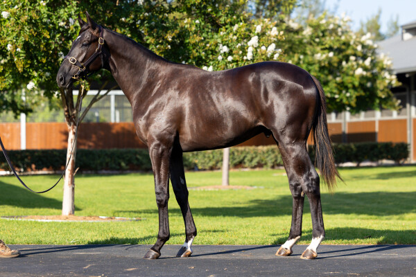 Lot 305: Hitotsu / Pinball