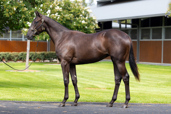 Lot 311: Hitotsu / Plum Stone (JPN)