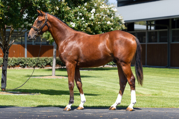 Lot 312: Maurice (JPN) / Pluperfect (GB)