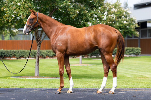 Lot 315: Maurice (JPN) / Pretty Elsa