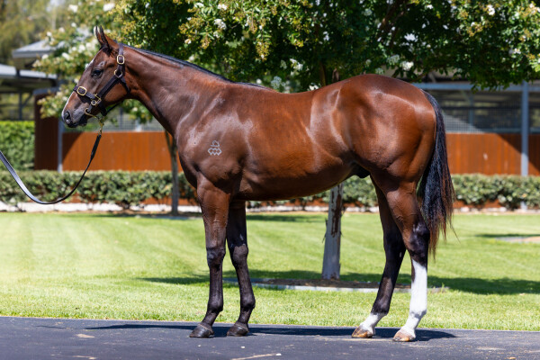 Lot 334: Maurice (JPN) / Reaching