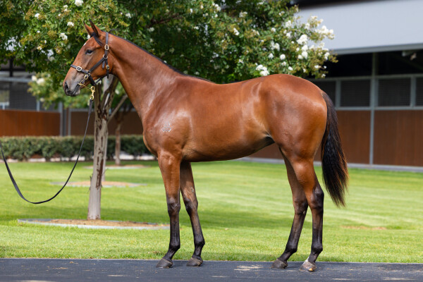 Lot 336: Hitotsu / Ready to Indulge