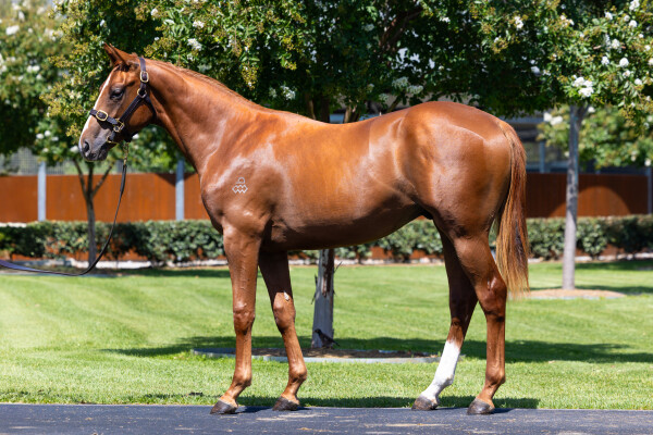 Lot 340: The Autumn Sun / Red Boulevard (SAF)