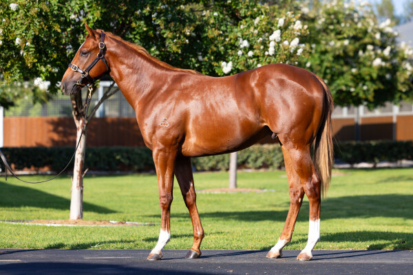 Lot 352: Maurice (JPN) / Riversleigh (JPN)