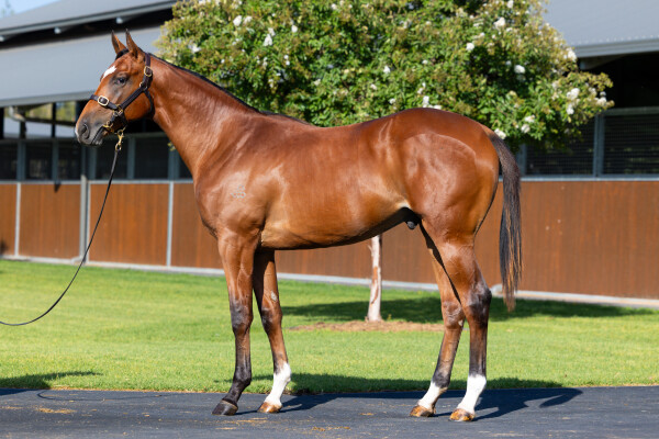 Lot 361: Castelvecchio / Roseito