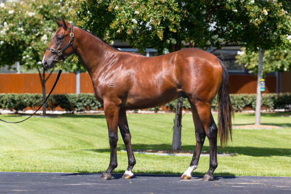 Lot 365: Snitzel / Royal Collection (USA)