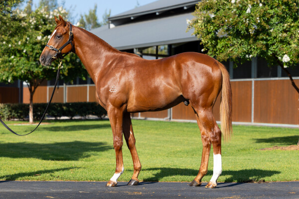 Lot 388: The Autumn Sun / Satono Sapphire (JPN)