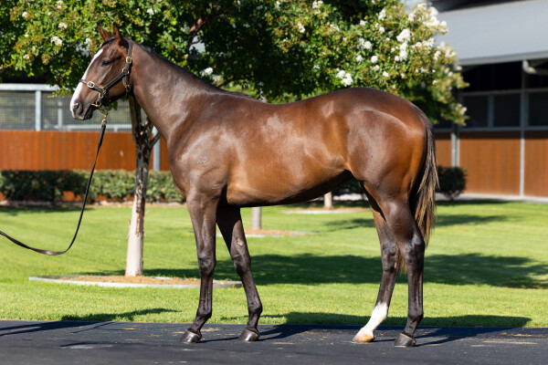 Lot 392: Hitotsu / Savonia