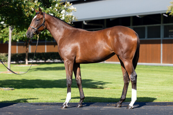 Lot 393: Maurice (JPN) / Scandaleuse (USA)