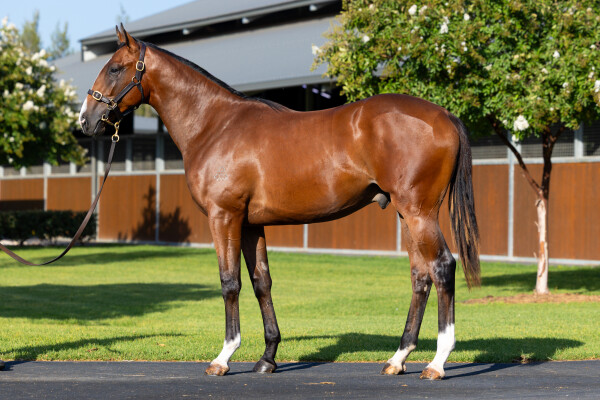 Lot 425: Maurice (JPN) / Shobu