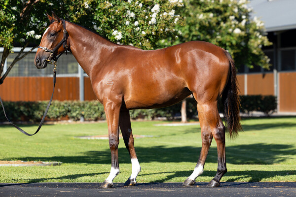 Lot 564: Maurice (JPN) / Vona (IRE)